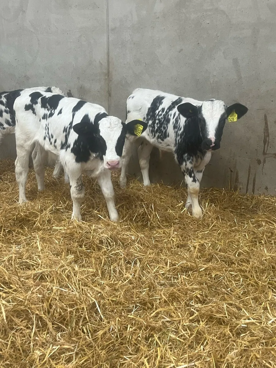 4 Belgian Blue Bull Calves - Image 3