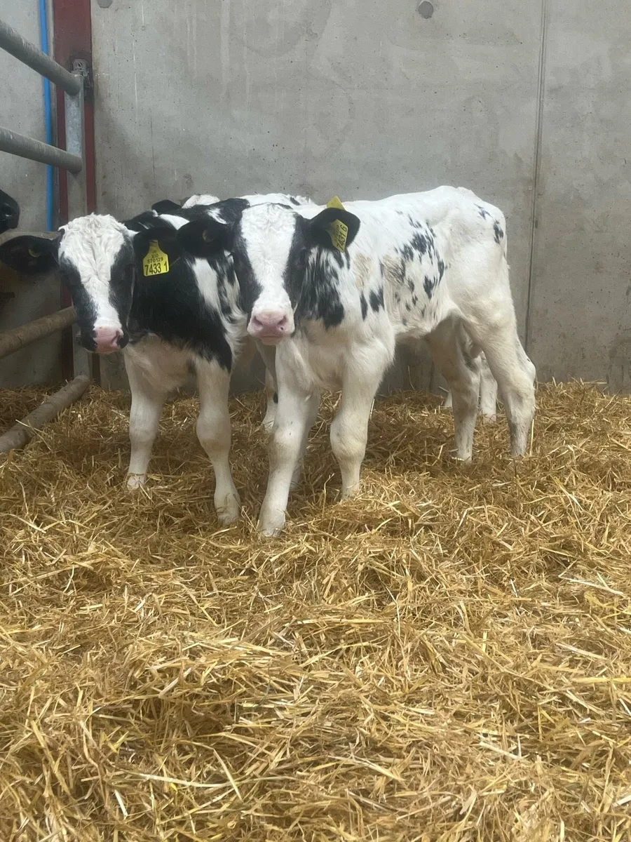4 Belgian Blue Bull Calves - Image 4