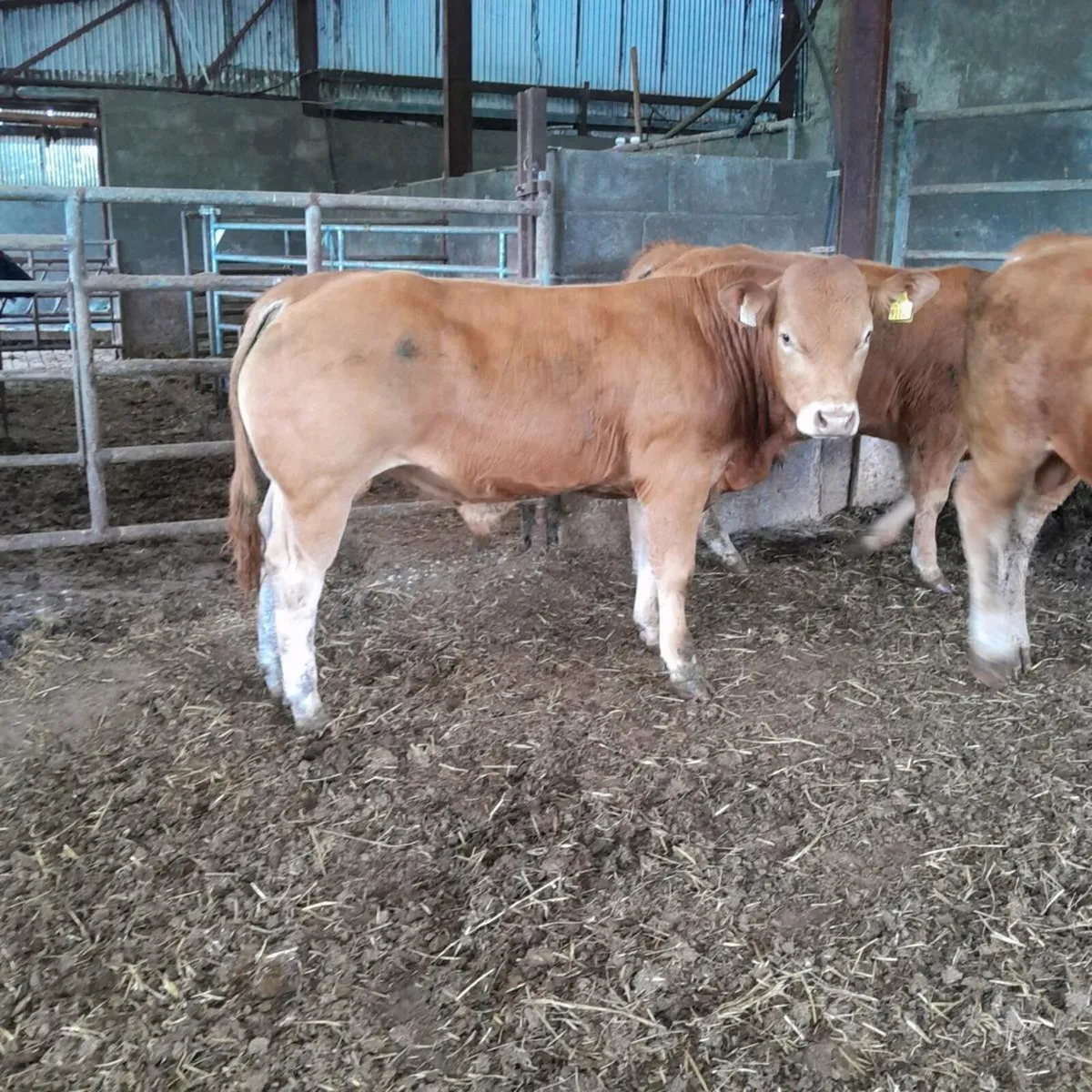 5  star limousine bulls - Image 1