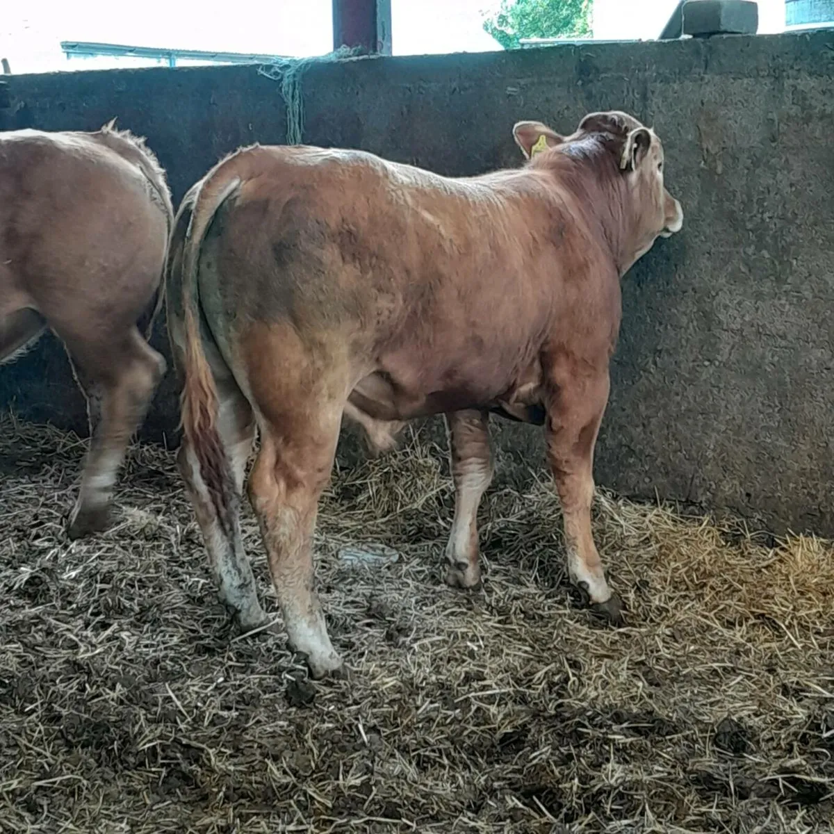 5  star limousine bulls - Image 2