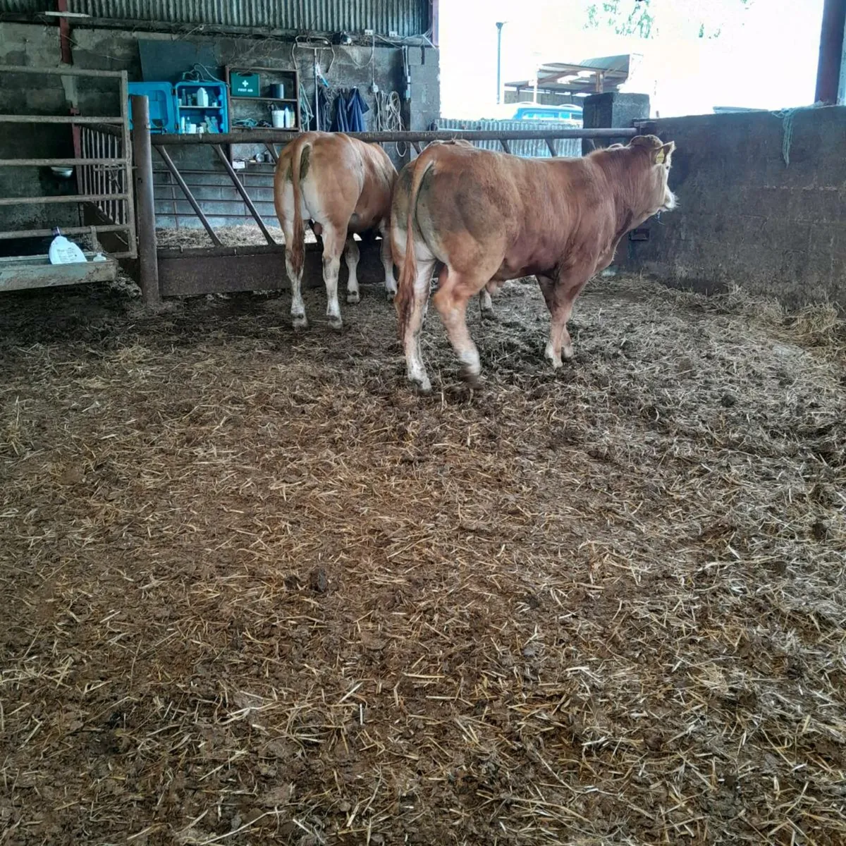 5  star limousine bulls - Image 3