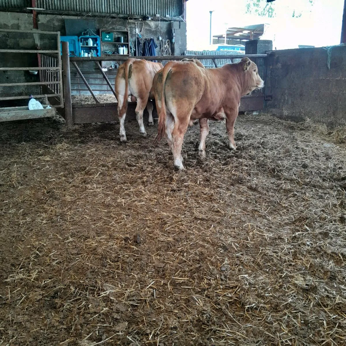 5  star limousine bulls - Image 4