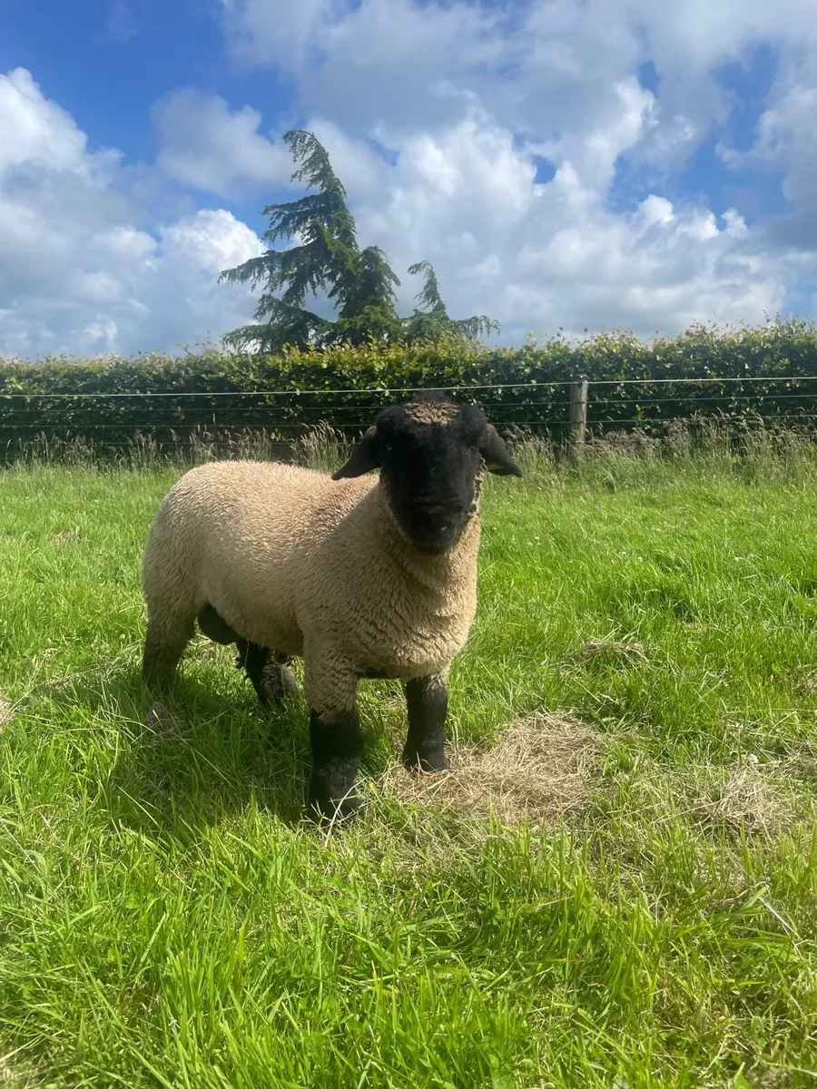 Suffolk ram lamb - Image 1
