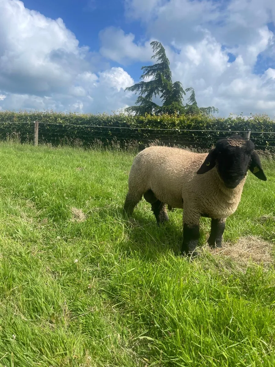 Suffolk ram lamb - Image 2