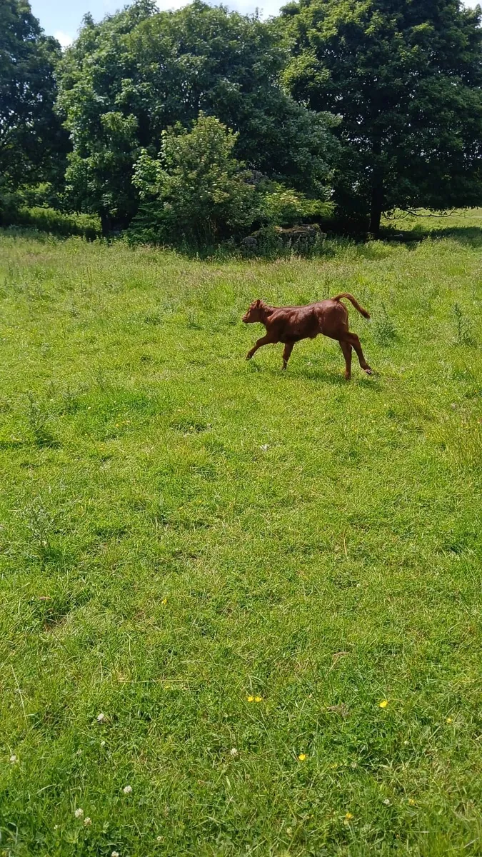 Smashing Lim Cow and heifer calf - Image 2