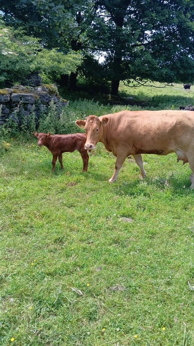 Smashing Lim Cow and heifer calf - Image 3