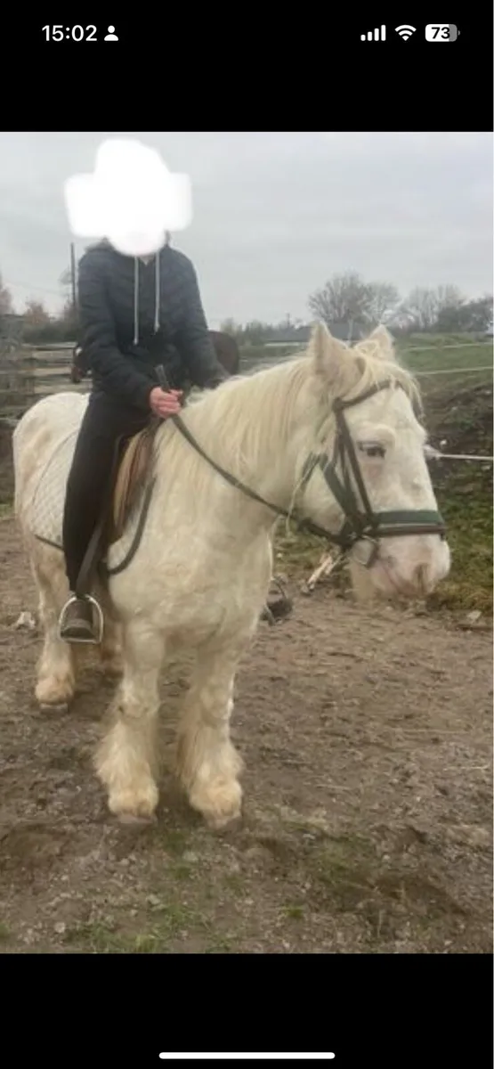 Riding cob - Image 1