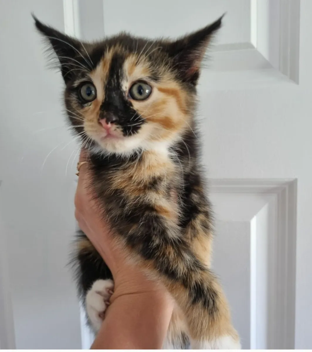 Kittens - Image 2