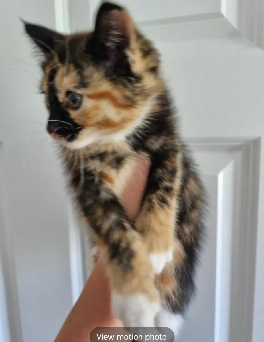 Kittens - Image 3