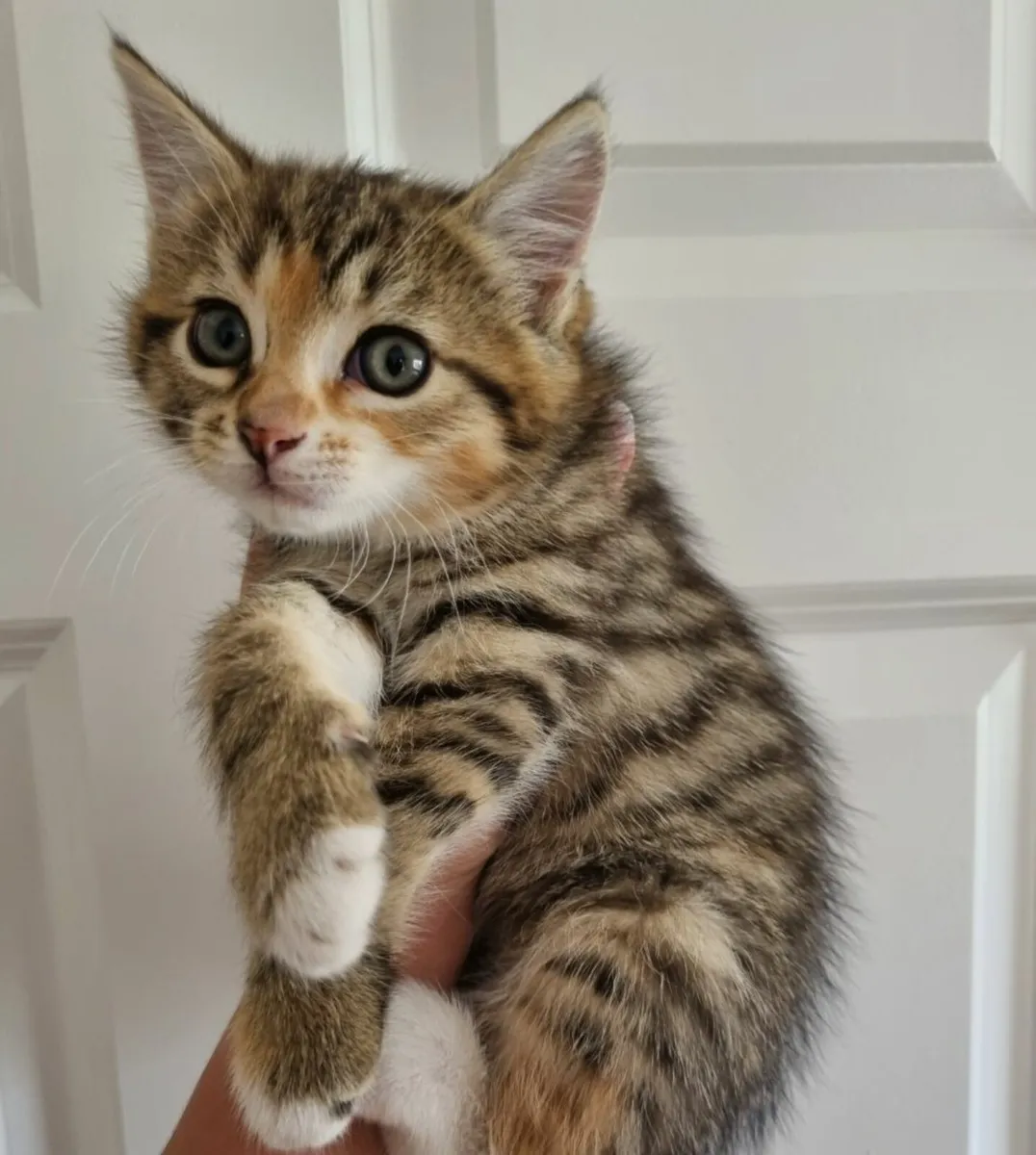 Kittens - Image 4