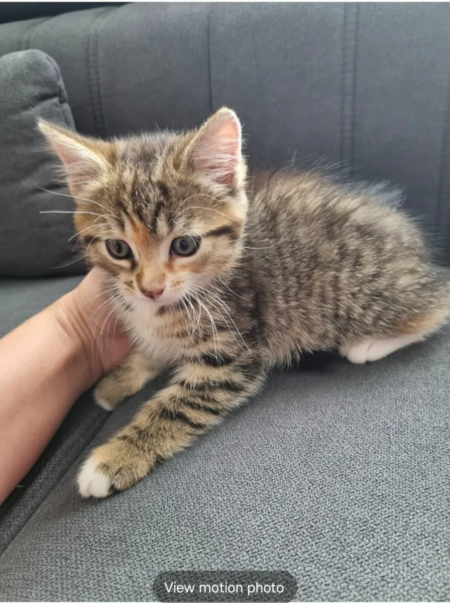 Kittens - Image 1