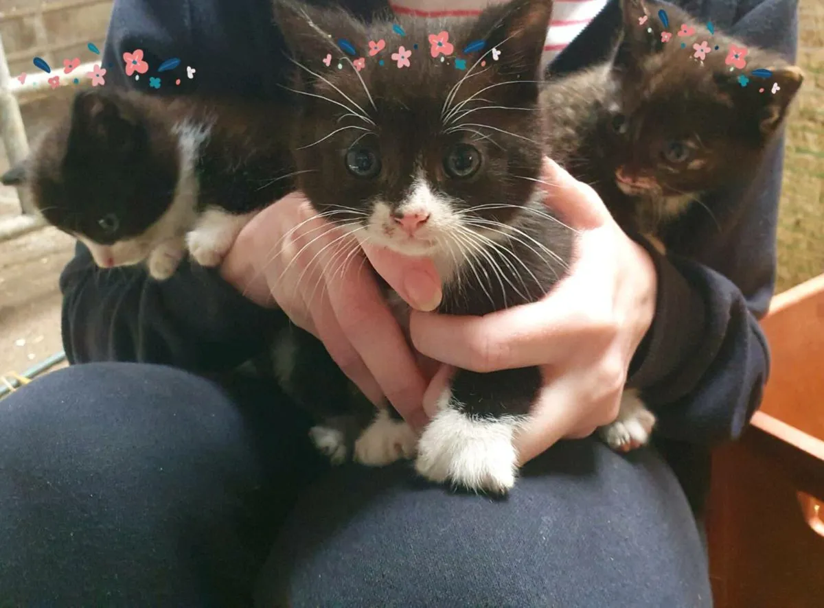 Kittens looking for their forever home - Image 1