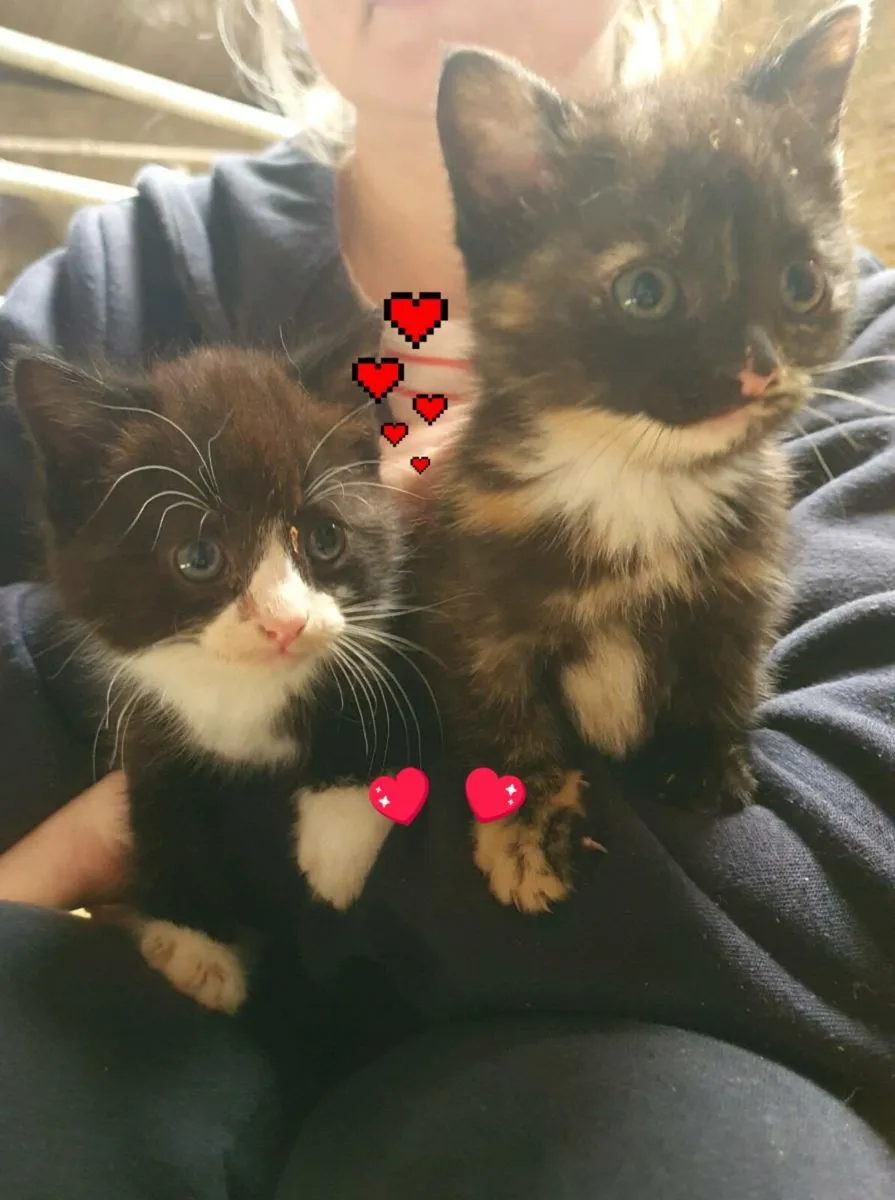 Kittens looking for their forever home - Image 2