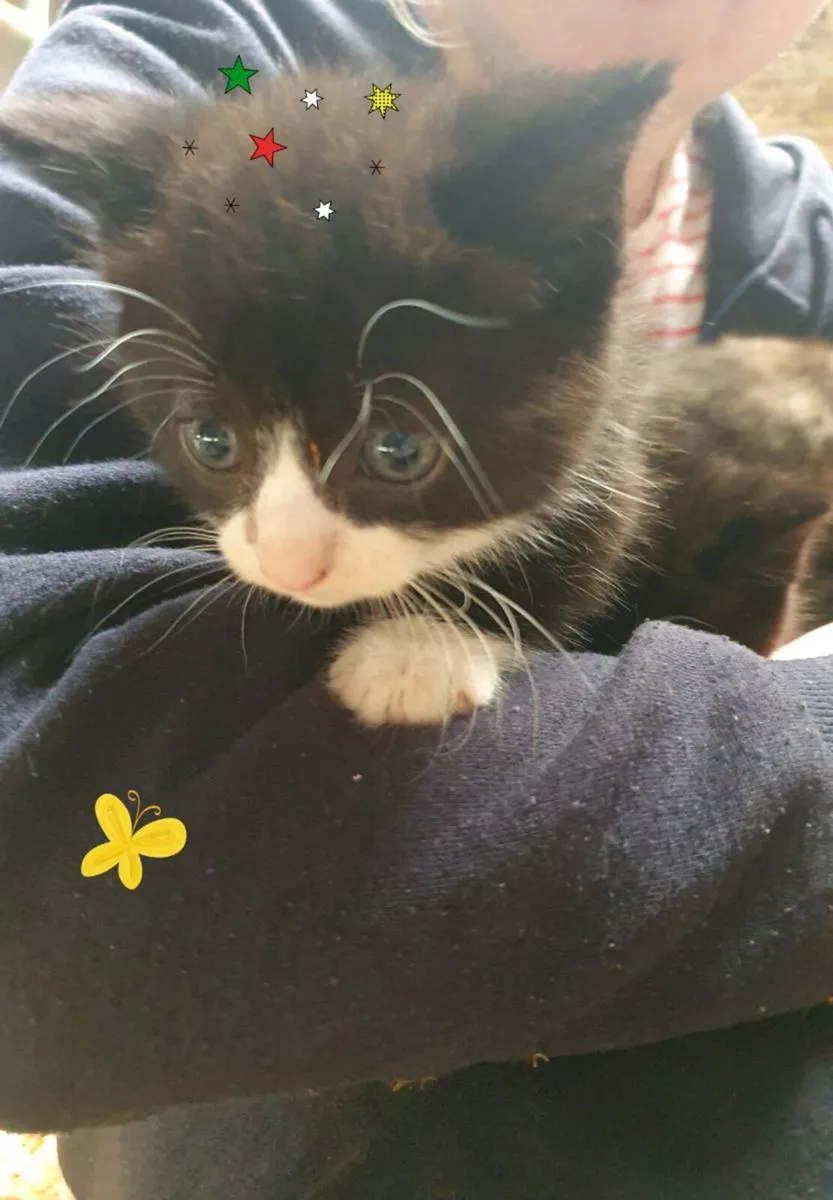 Kittens looking for their forever home - Image 3