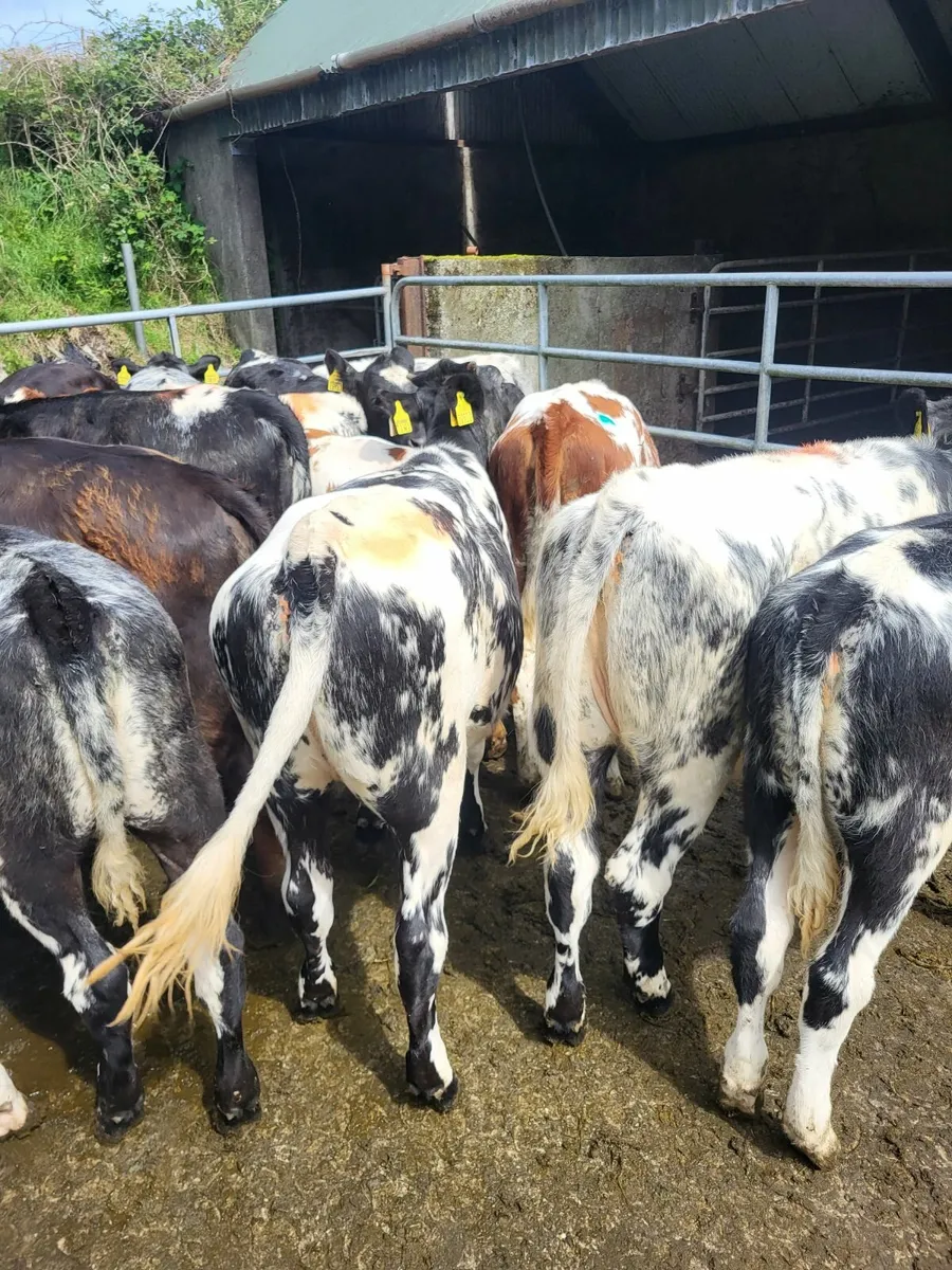 Shorthorn x heifers calves - Image 1