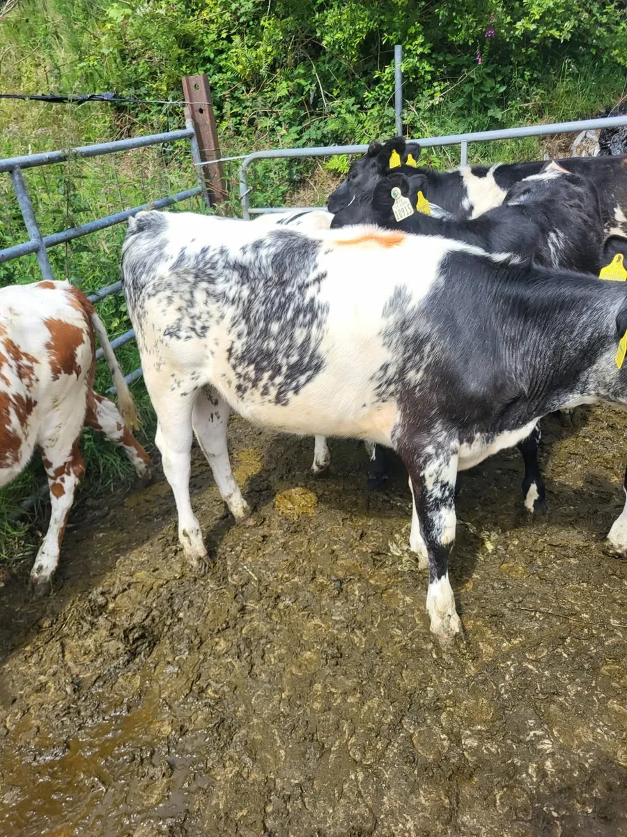 Shorthorn x heifers calves - Image 2