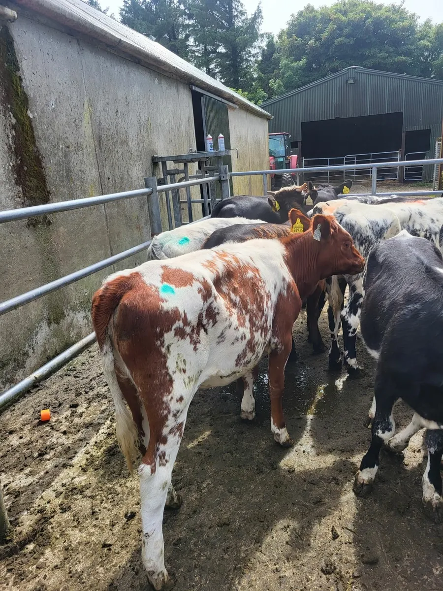 Shorthorn x heifers calves - Image 4