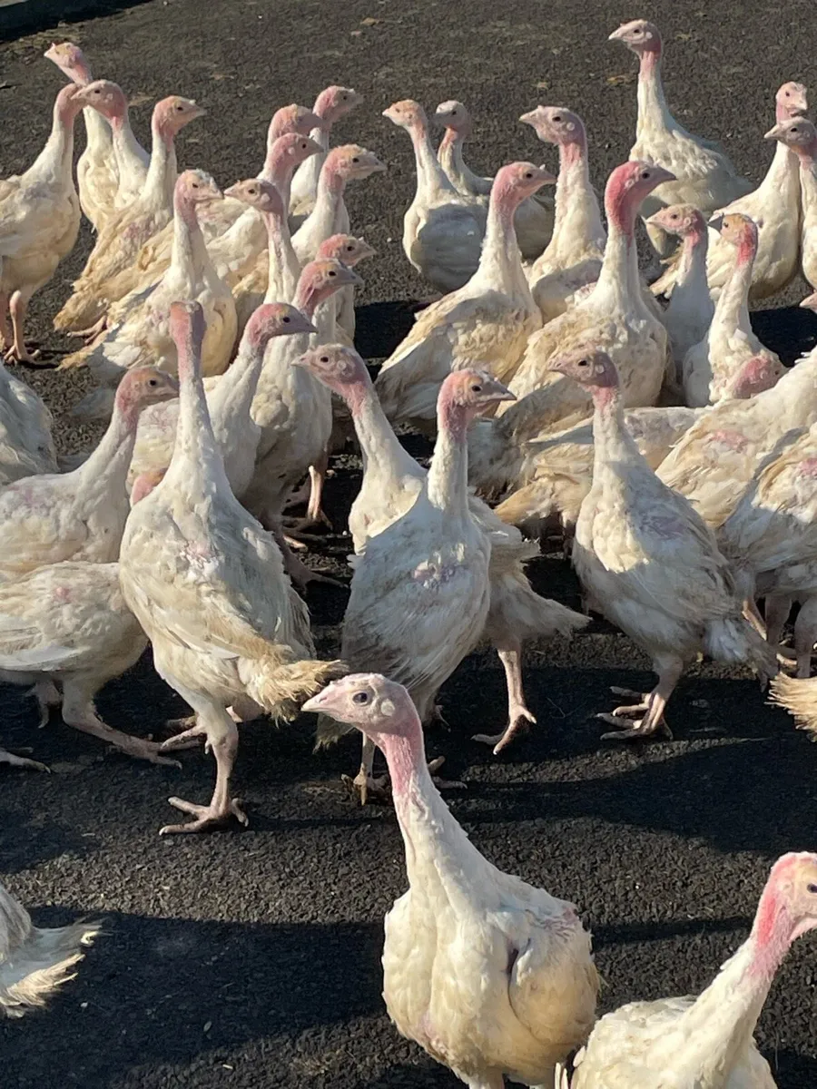 Day oldOff heat broilers, day old off heat turkeys - Image 1