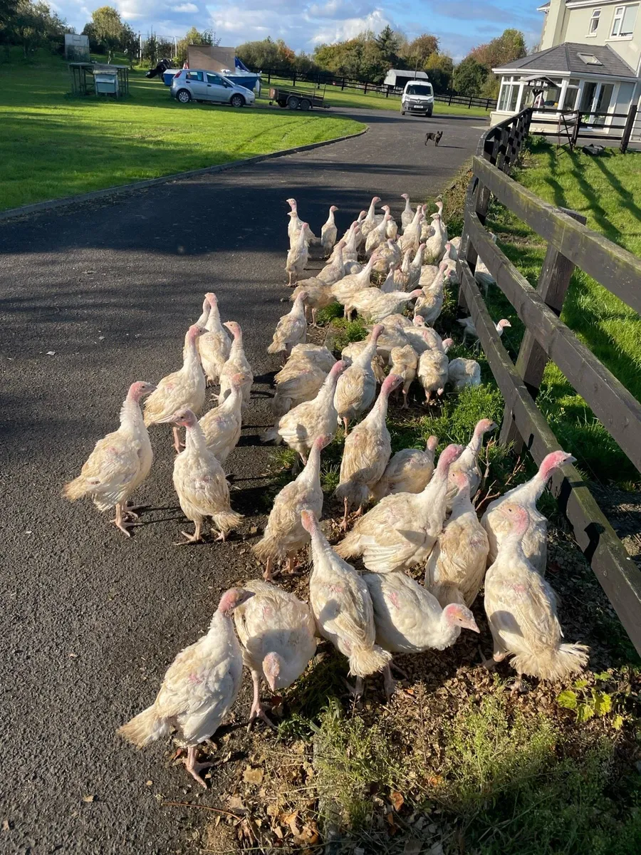 Day oldOff heat broilers, day old off heat turkeys - Image 2