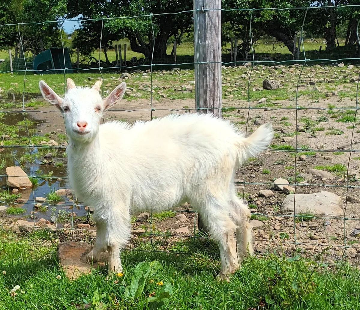 Male pygmy/ sannen x kid