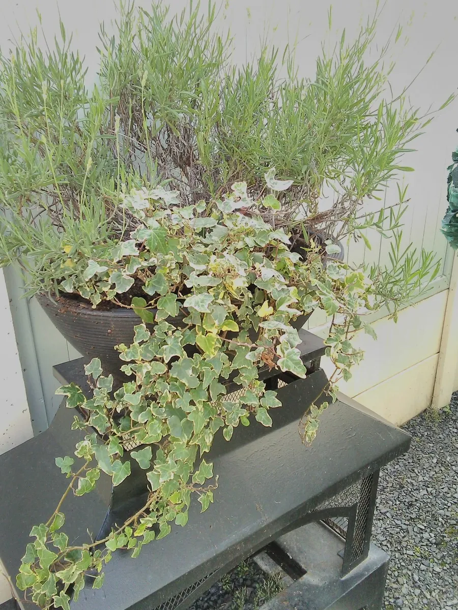 Lavender and ivy oval planter