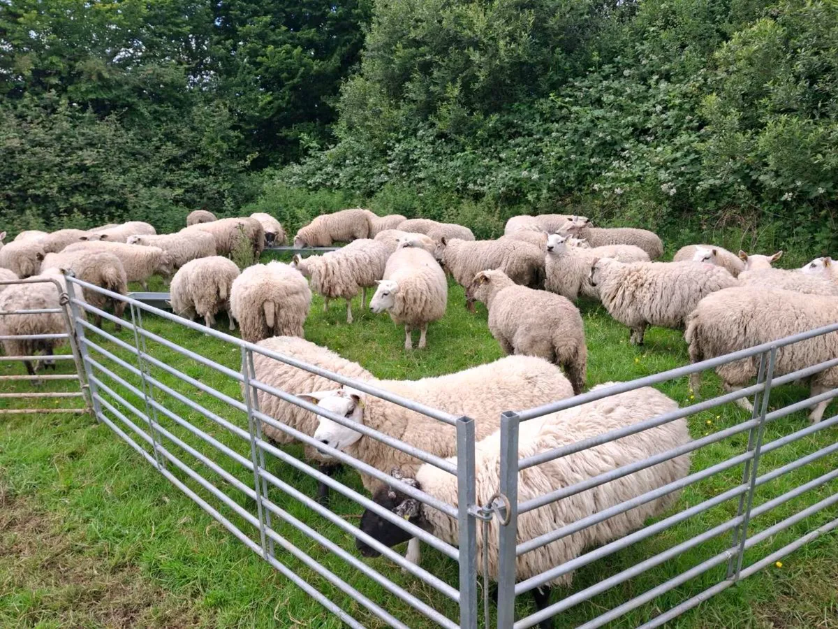 Fat hogget Rams Shippers Export