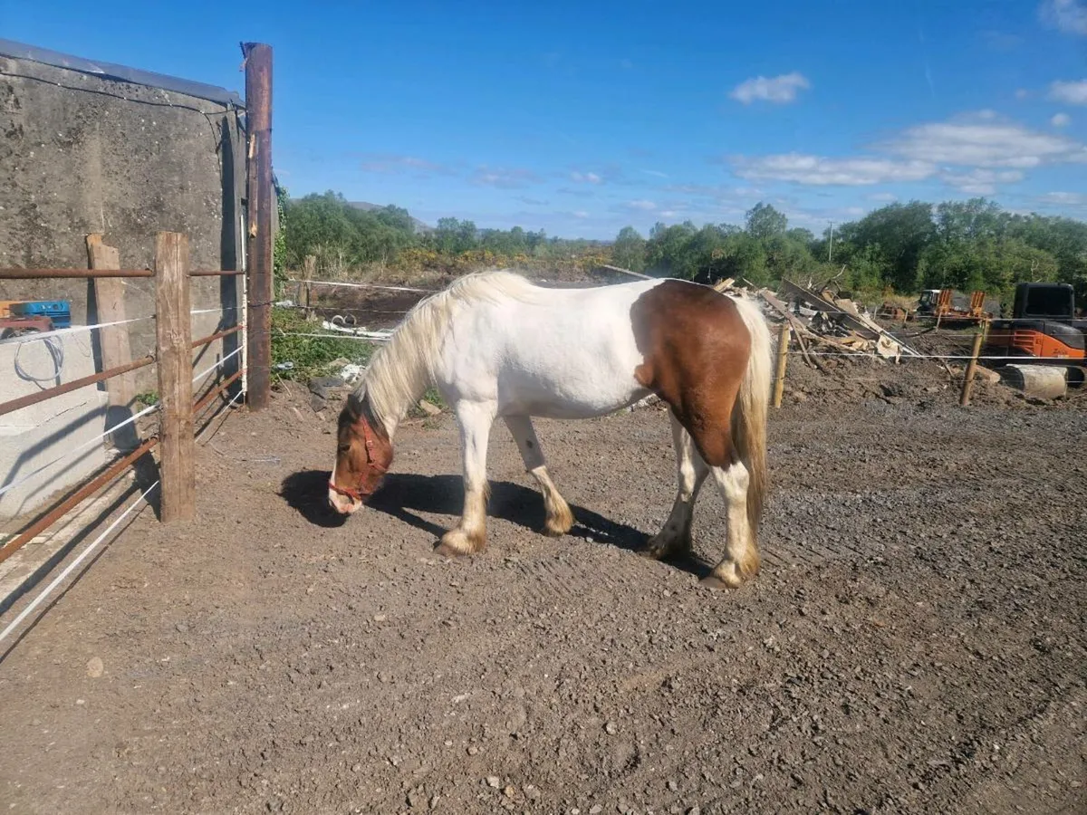 Horse - Image 1