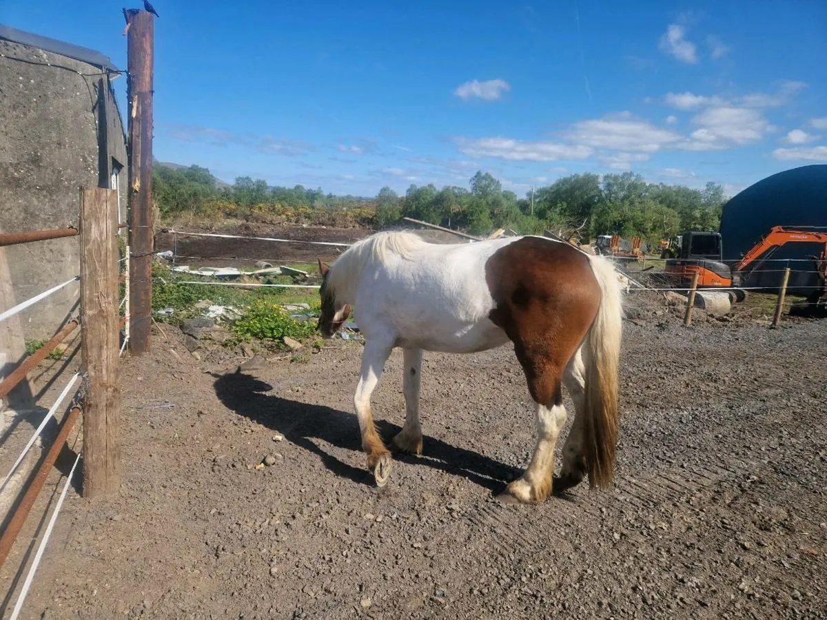 Horse - Image 2
