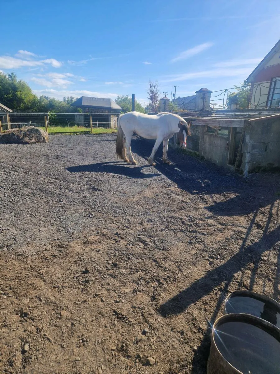 Horse - Image 4