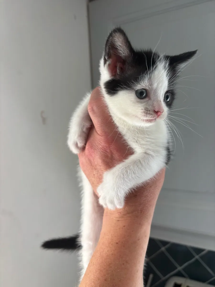 Kittens. One black/wht female remaining - Image 1