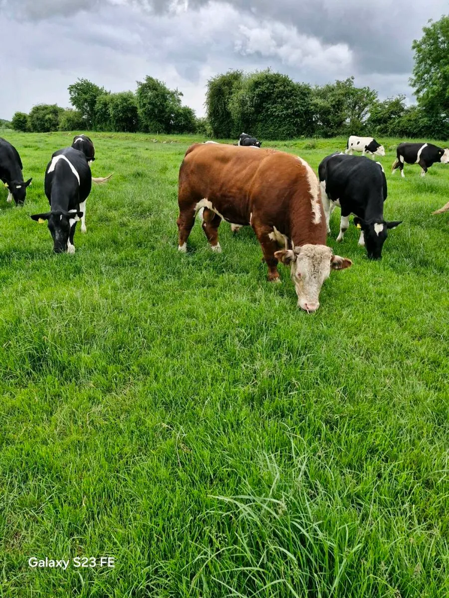 Hereford Bull - Image 1