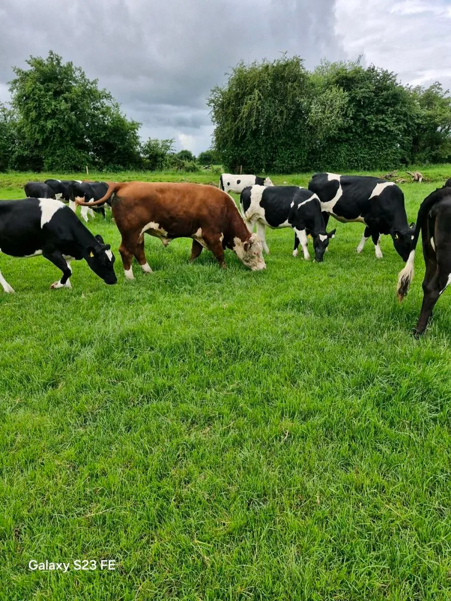 Hereford Bull - Image 2