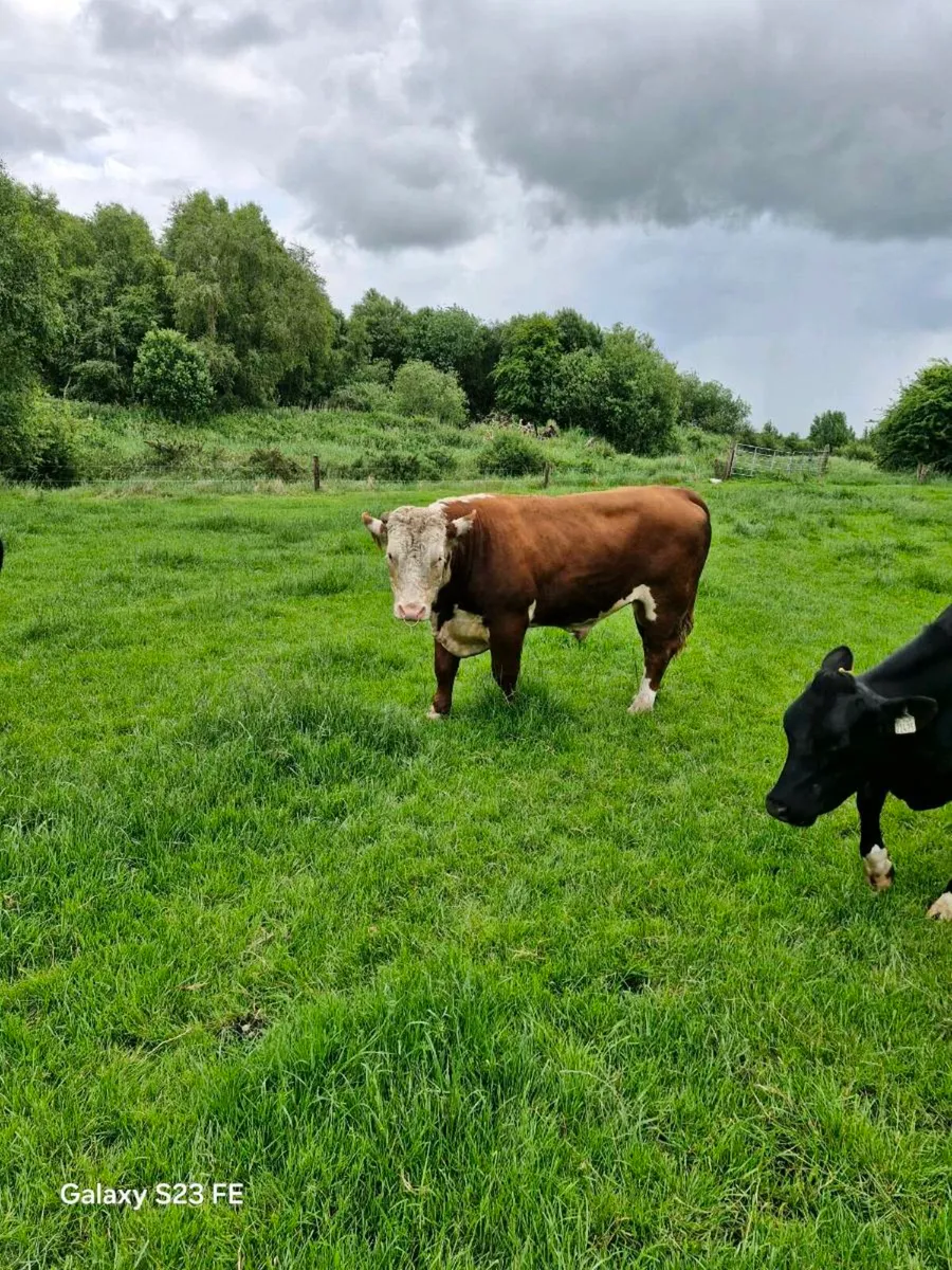 Hereford Bull - Image 3