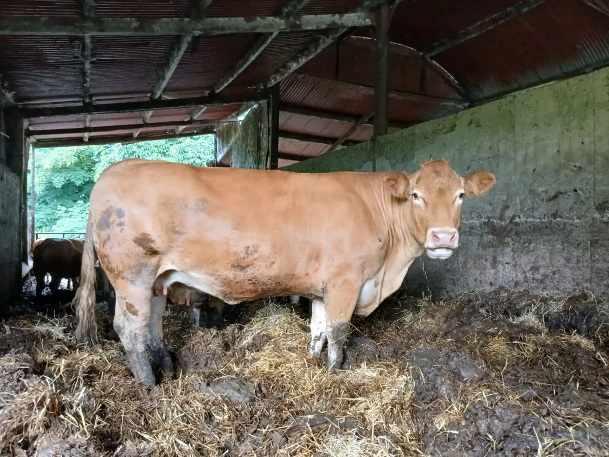 PBR Limousin - Image 1
