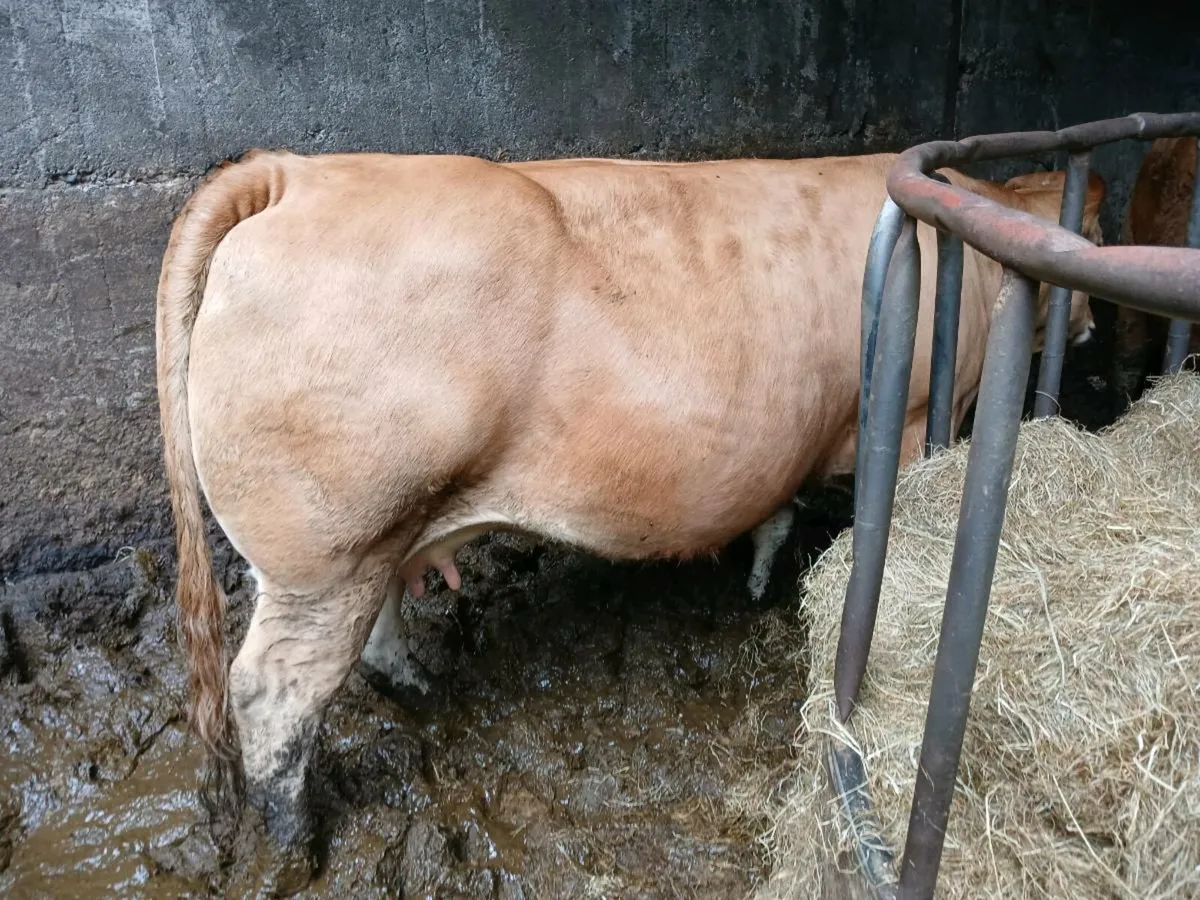 PBR Limousin - Image 2