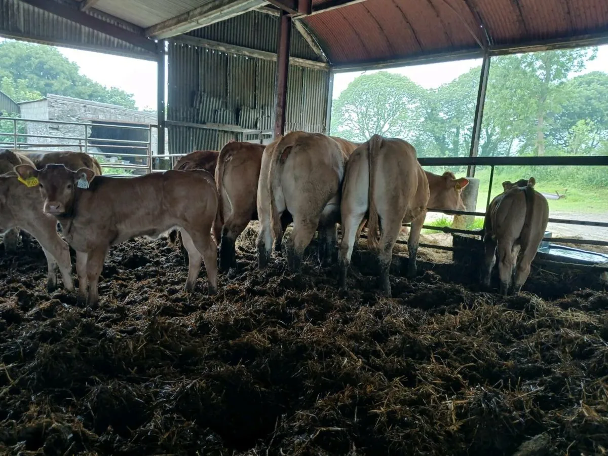 PBR Limousin - Image 3