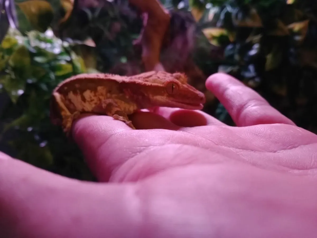 Reptile - Image 2