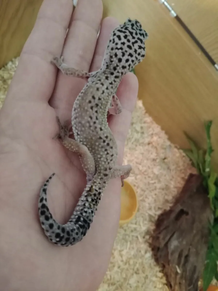 Reptile - Image 3
