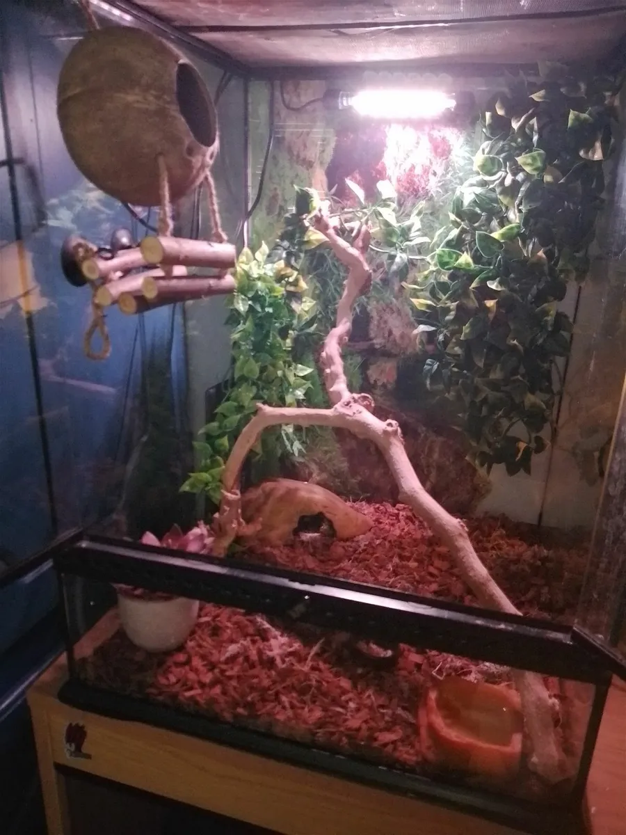 Reptile - Image 4