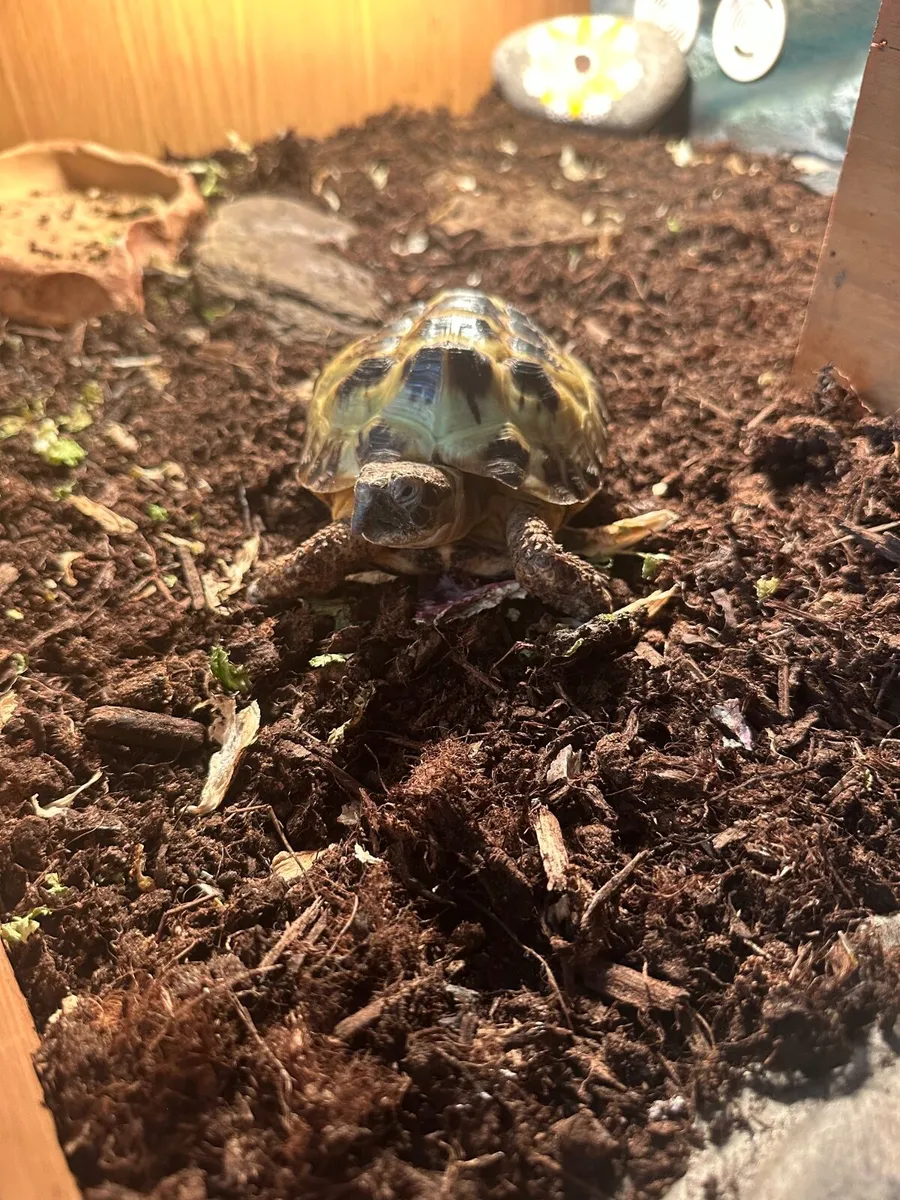 Tortoise - Image 1