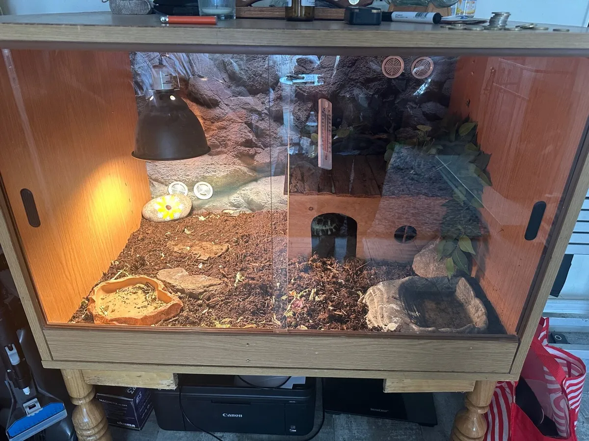Tortoise - Image 2