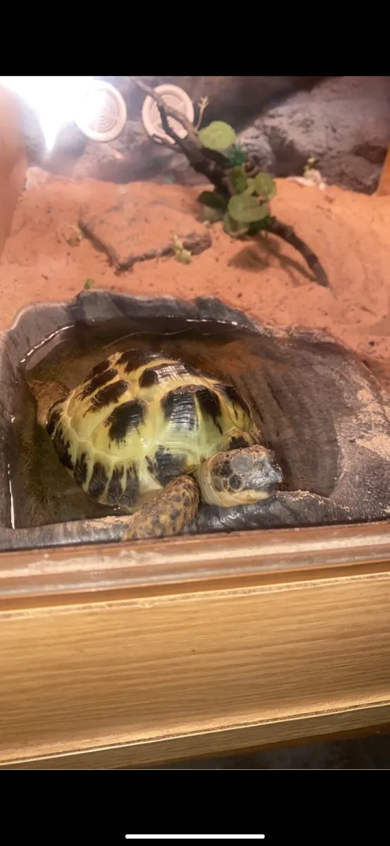 Tortoise - Image 3