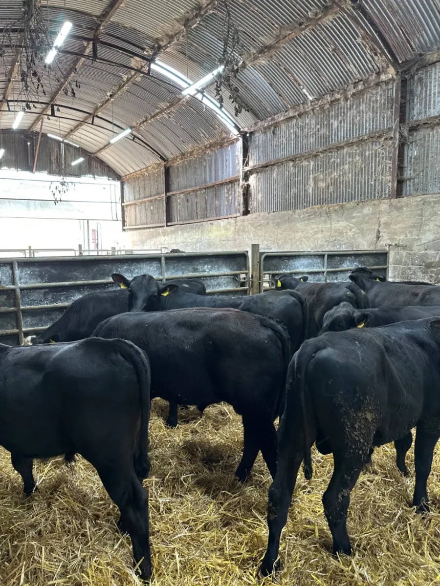 Angus and Hereford bulls - Image 1