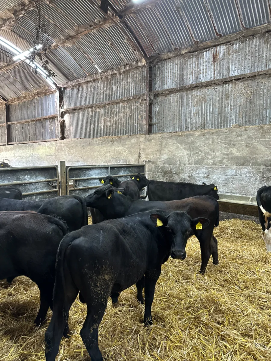 Angus and Hereford bulls - Image 4