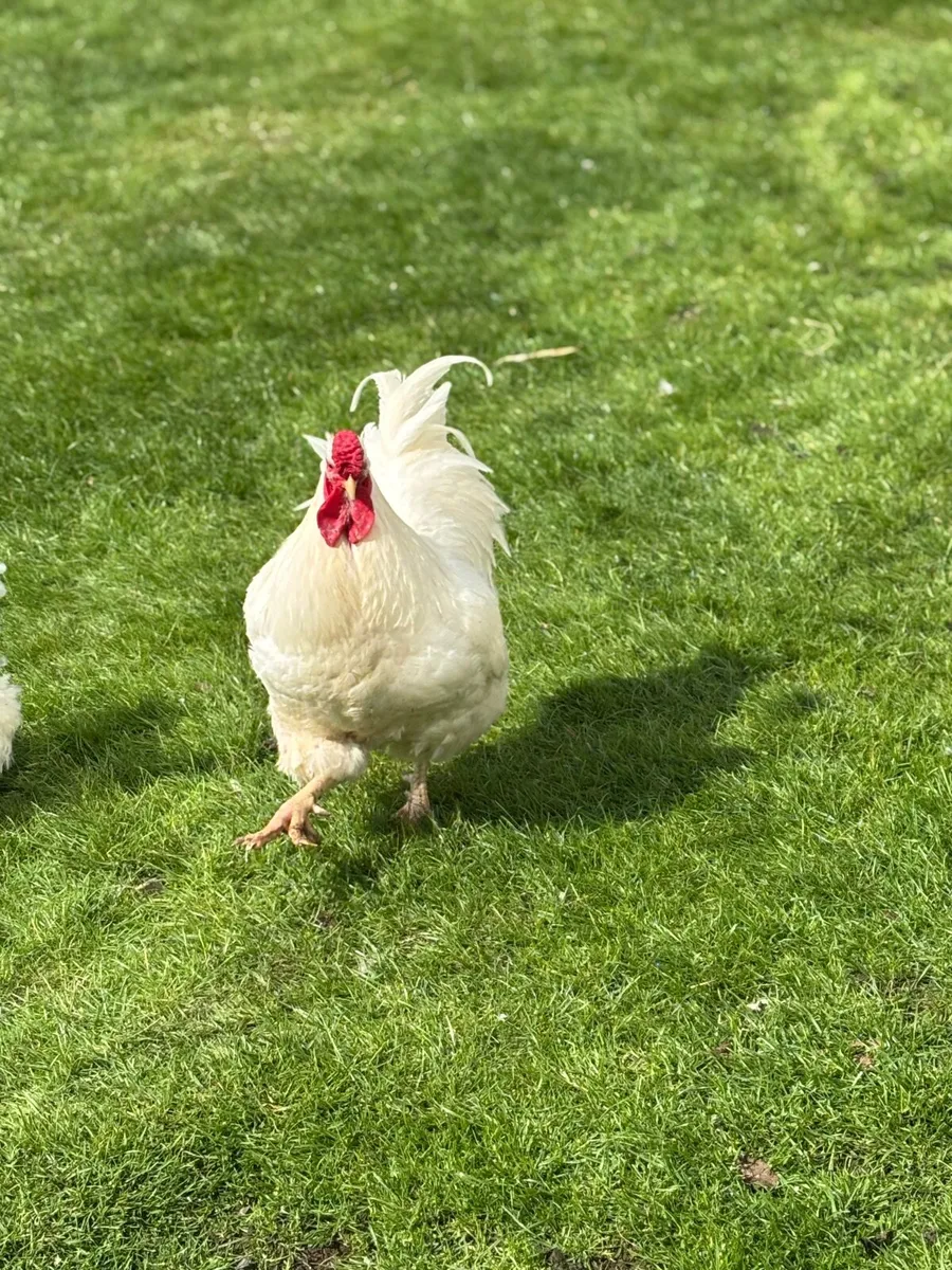 White Wyandotte trio & 2 Hampshire reds - Image 1