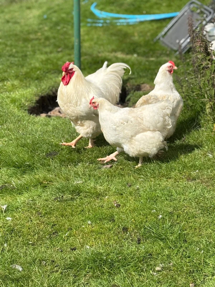 White Wyandotte trio & 2 Hampshire reds - Image 2