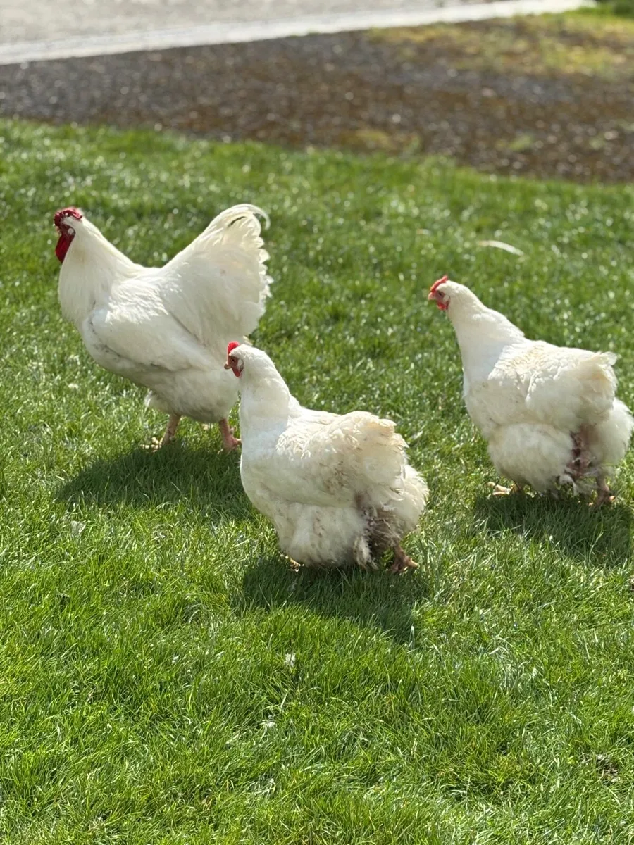 White Wyandotte trio & 2 Hampshire reds - Image 4