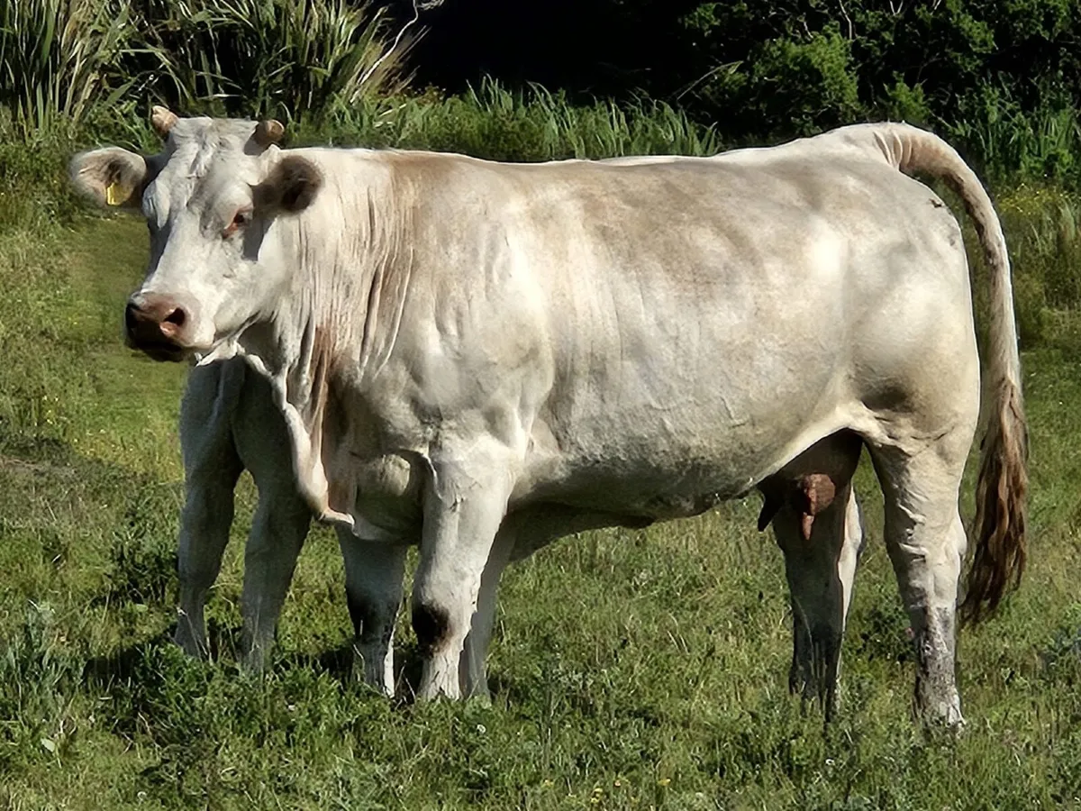 Cows and calf’s - Image 1