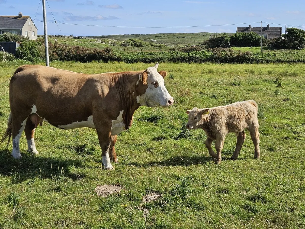 Cows and calf’s - Image 2
