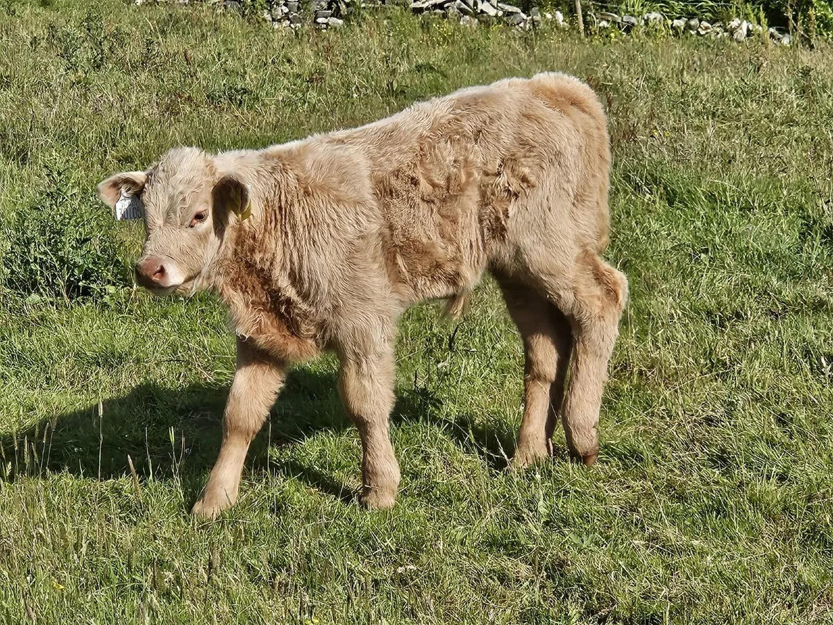 Cows and calf’s - Image 3